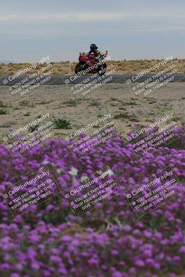 media/Jan-14-2023-SoCal Trackdays (Sat) [[497694156f]]/Turn 14 Exit Bloomig (145pm)/